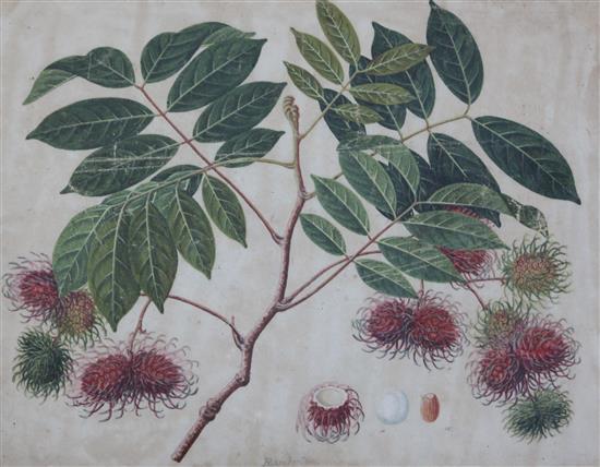 Captain E.A. McCurdy (19th C.) Botanical studies of Indian fruits 11.5 x 15in., housed in hand painted simulated bamboo frames